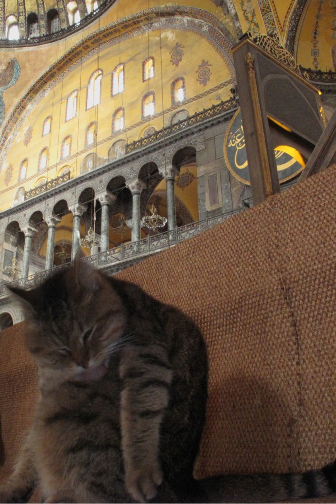 Gato na Hagia Sofia