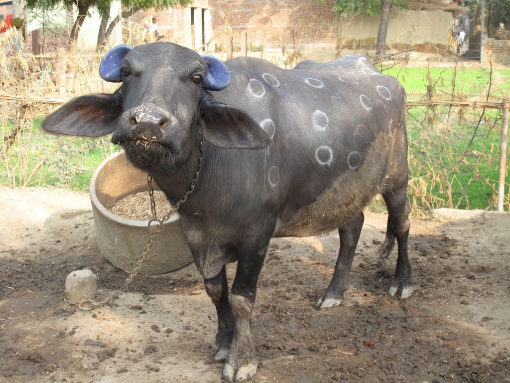Búfalo provê o leite para o Vilarejo