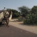 Carro Camelo