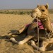 Camelo no deserto de Khuri