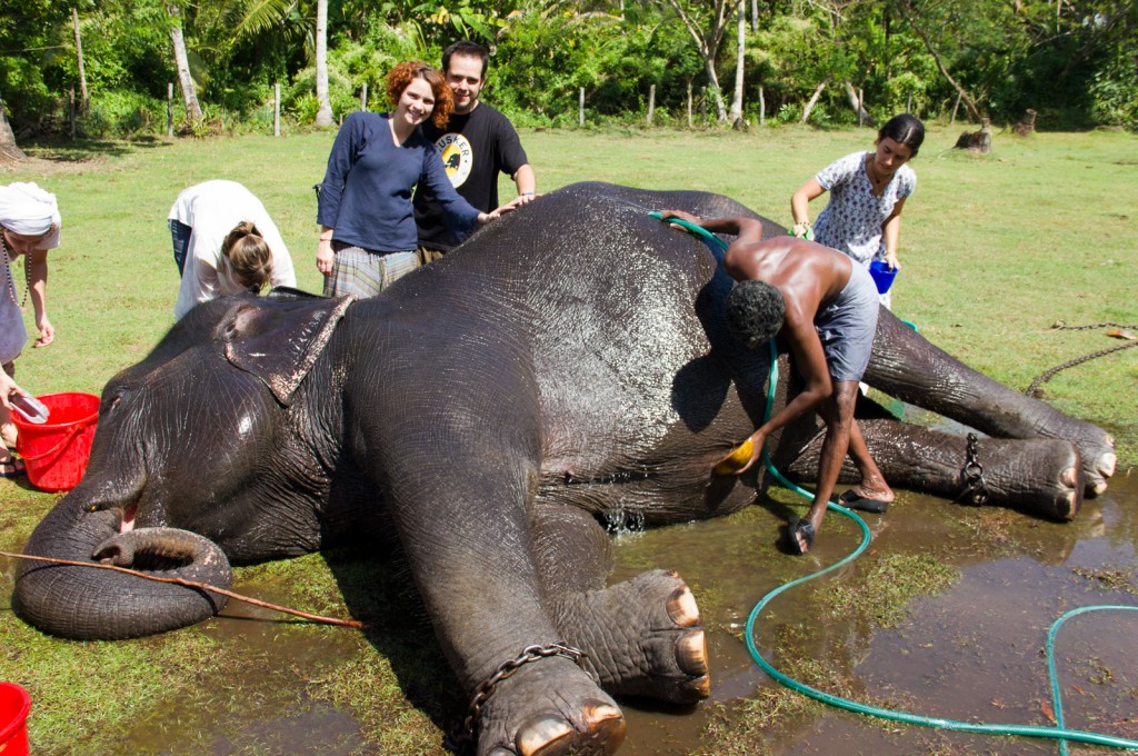 Lakshmi, a elefoa, sendo banhada por um monte de turista babão
