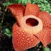 Flor Rafflesia