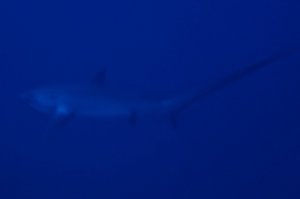 Tresher Shark em Monad Shoal